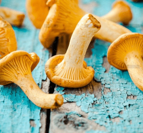 fresh chanterelle mushrooms on a wooden